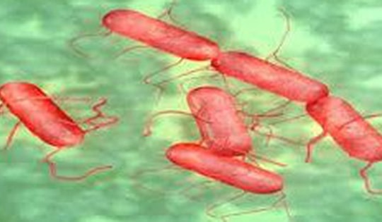 Bùng phát bệnh Salmonella tại nhiều bang ở Mỹ