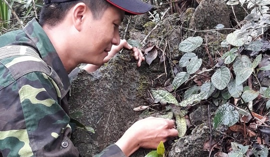 Loài lan cực quý hiếm có nguy cơ tuyệt chủng