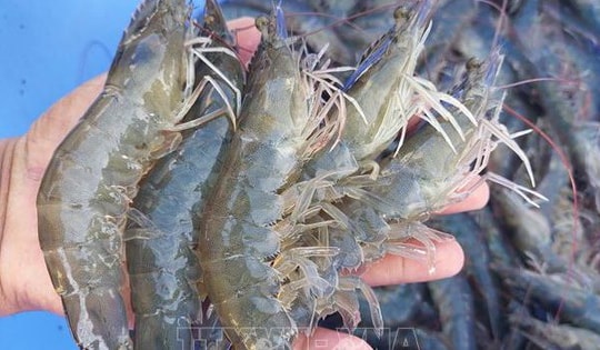 Nuôi tôm xen vườn dừa cho hiệu quả kinh tế gấp từ 2-3 lần