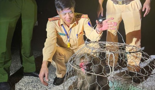 Tuần tra trong đêm, CSGT phát hiện khỉ mặt đỏ quý hiếm chạy lạc vào nhà dân