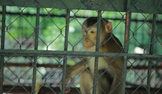 Nghệ An giám sát chặt động vật hoang dã được đưa vào nuôi thương mại