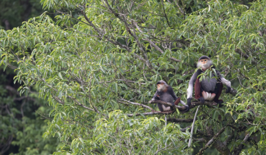Loài linh trưởng nguy cấp trên phạm vi toàn cầu, được mệnh danh là 'hoa hậu' của họ nhà khỉ