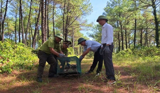Huế xử phạt mua bán chim chào mào, siết chặt kiểm soát việc phóng sinh dịp lễ Vu lan