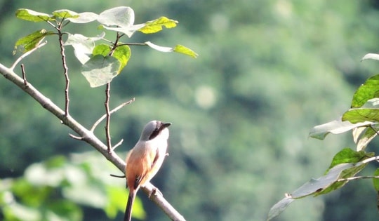 Ngắm những loài chim hoang dã, quý hiếm vừa được ghi nhận ở Quảng Trị