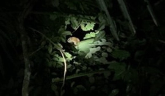 Thả 23 cá thể động vật quý hiếm về môi trường tự nhiên