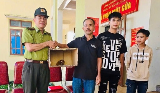 Người dân Nghệ An phát hiện cu li quý hiếm tại vườn nhà