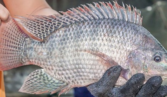 Thực hư thông tin ăn cá rô phi gây nguy hại sức khỏe đang lan truyền trên mạng