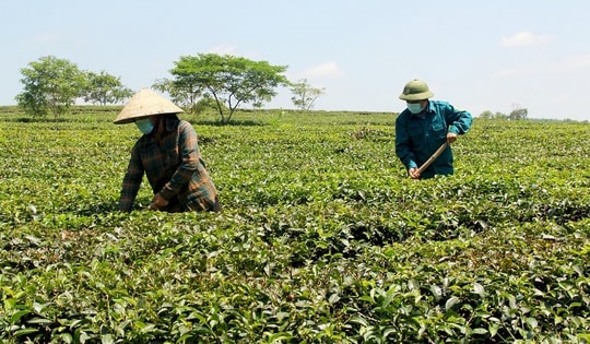 Thái Nguyên: Tỷ lệ hộ nghèo giảm mạnh, hướng tới mục tiêu phát triển bền vững