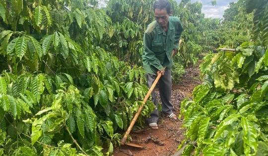 Đa dạng sinh kế cho hộ nghèo ở Lâm Đồng vươn lên thoát nghèo bền vững