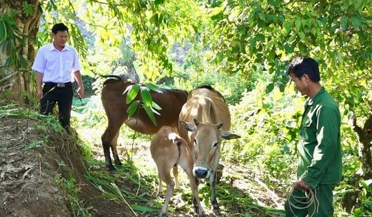 Điểm tựa cho hàng nghìn hộ gia đình vươn lên thoát nghèo ở Lai Châu