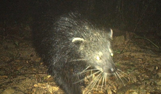 Loài động vật cực quý hiếm có mùi cơ thể như bắp rang bơ