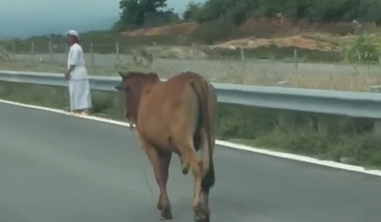 Bò ‘tản bộ’ trên cao tốc Vĩnh Hảo - Phan Thiết, tài xế thót tim tránh va chạm