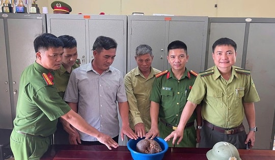 Nghệ An: Phát hiện cá thể tê tê quý hiếm cuộn tròn trên đường