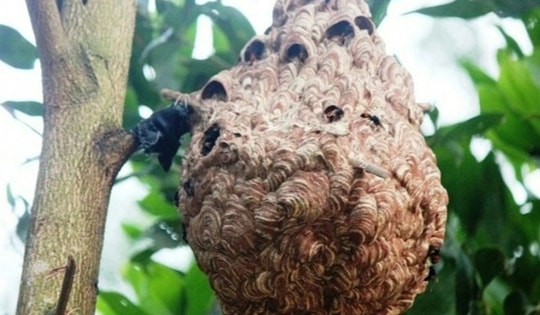 Phòng ngừa tai nạn đáng tiếc do ong đốt