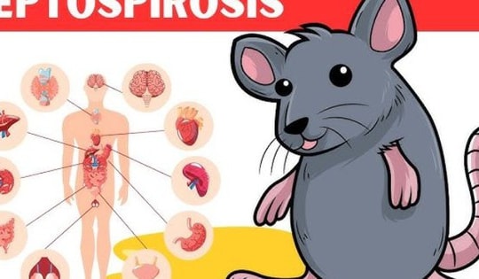 Thuốc trị bệnh do xoắn khuẩn Leptospira lây truyền qua chuột