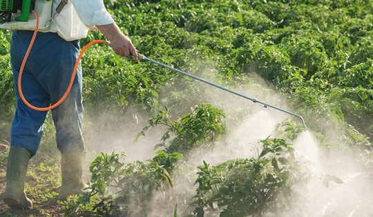 Cảm biến giúp phát hiện nhanh chất siêu độc bị cấm trong thuốc diệt cỏ