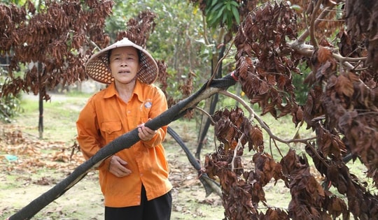 Cây chết khô sau bão, người dân làng cây cảnh ở Nghê An lo mất Tết