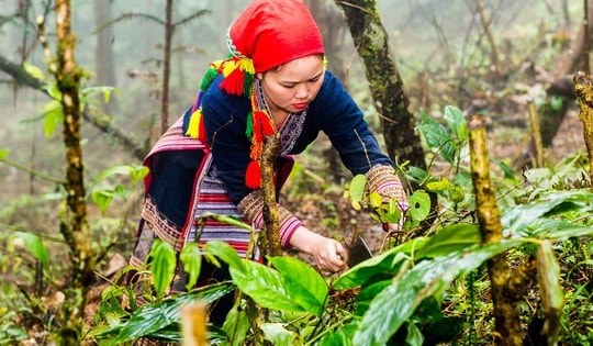 8 vùng dược liệu trọng điểm: Lợi thế sinh thái và cơ hội phát triển