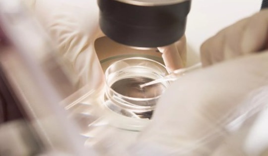 Các nhà khoa học Nga phát hiện cơ chế miễn dịch làm tăng cơ hội thành công của thụ tinh ống nghiệm