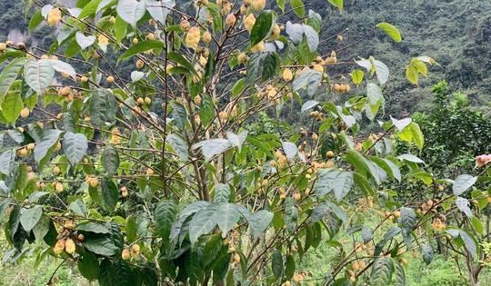 Bảo tồn nguồn gen, định hướng phát triển vùng dược liệu trà hoa vàng