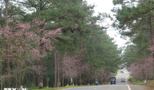 Quảng Ngãi: Điểm du lịch Măng Đen không ghi nhận thiệt hại dù động đất liên tiếp