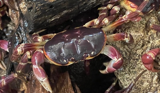 Cận cảnh loài cua quý hiếm trên đảo Cồn Cỏ, bị cấm săn bắt hơn 20 năm nay