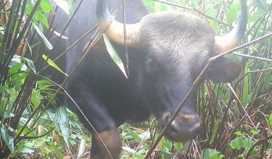 Hàng trăm máy ảnh tự động ghi nhận sự xuất hiện của nhiều động vật quý hiếm ở Quảng Ngãi