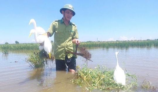 Bẫy giăng kín đồng ruộng, kiểm lâm ráo riết tháo gỡ bảo vệ chim hoang dã