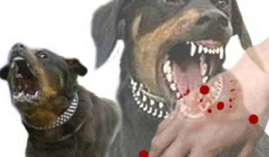 Đã có 58 ca tử vong vì bệnh dại, cần biết 6 khuyến cáo phòng chống bệnh này của Bộ Y tế