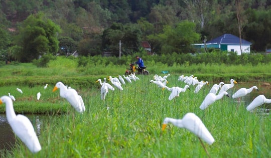 ‘Ma trận’ bẫy chim trời mùa di cư