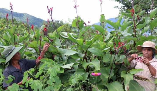 'Hồi sinh' vùng đất sỏi, đá bằng mô hình trồng dược liệu dưới tán cây rừng