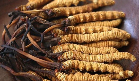 Các loại đông trùng hạ thảo phổ biến hiện nay, cách mua và sử dụng