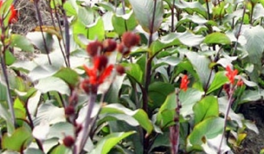 Khai thác, mở rộng lợi thế cây dược liệu của tỉnh Thái Nguyên