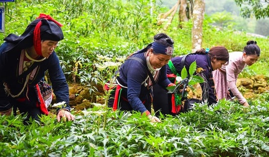 Xây dựng thương hiệu dược liệu Việt Nam: Chuẩn hóa, chế biến và hướng ra thị trường