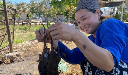 Cả xã cùng săn chuột đồng, kiếm tiền triệu mỗi đêm