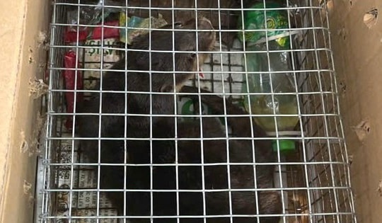 Vận chuyển cá thể rái cá cực quý hiếm từ Quảng Ngãi ra phía Bắc để bán, một phụ nữ bị khởi tố