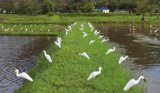 Lội ruộng, trèo cây phá dỡ bẫy chim hoang dã ở Nghệ An