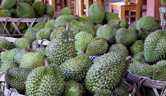 Giá nhiều loại nông sản chủ lực tại Đồng Tháp tăng trở lại