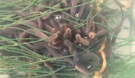 Mô hình nuôi lươn không bùn đem lại hiệu quả kinh tế cao ở Cần Thơ