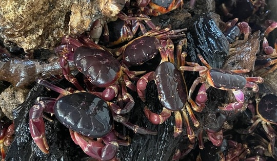 Nuôi cua đá trên đảo Cồn Cỏ: Hướng đi mới cho sinh kế và bảo tồn