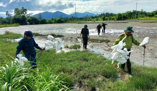 Tháo dỡ 'thiên la địa võng', bảo vệ chim hoang dã mùa di cư