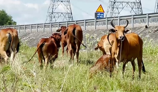 Hiểm họa tai nạn từ gia súc thả rông trong hành lang cao tốc Vĩnh Hảo - Phan Thiết