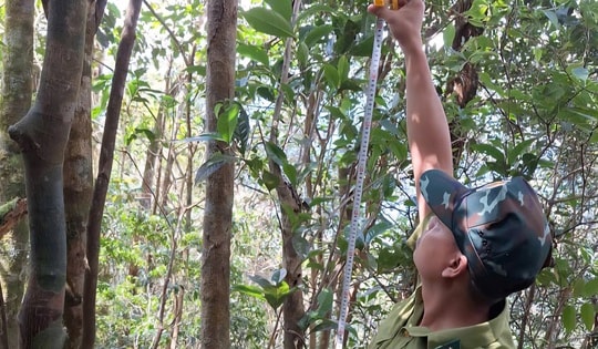 Phát hiện loài chè quý hiếm nằm ở vùng núi cao của Huế