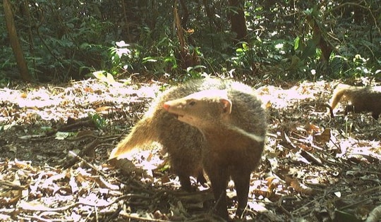 Loài động vật trong Sách đỏ thế giới có tên gắn liền với biệt tài móc cua