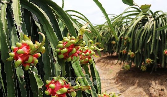 Giá thanh long cuối vụ tăng gấp 3 lần