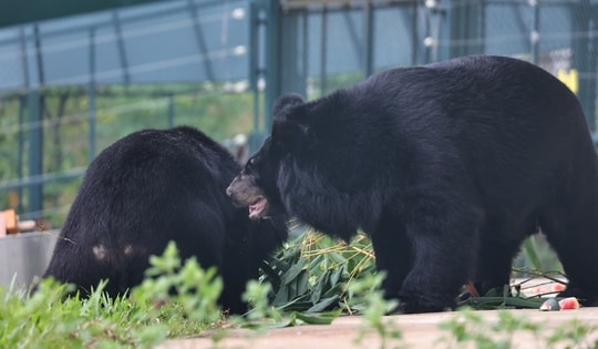 Cận cảnh bên trong trung tâm cứu hộ gấu tại Vườn quốc gia Bạch Mã
