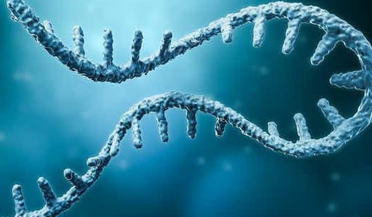 Hoóc môn 'tắt' hệ miễn dịch mở ra hướng điều trị ung thư mới