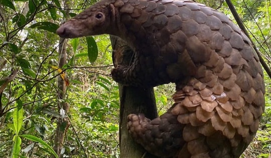 Cận cảnh các loài động vật quý hiếm vừa được thả vào rừng Tây Nguyên