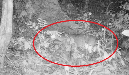 Dấu vết của loài 'Kỳ Lân châu Á' tại Quảng Trị