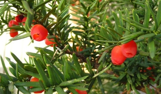 Đa dạng sinh học là nền tảng vàng cho phát triển dược liệu Việt Nam